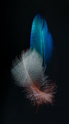 Feathers.jpg