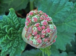 Rhubarb Flower.jpg