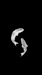 Fish 03.png