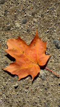 Leaf.png