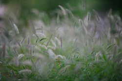 grass_MG_1323.jpg