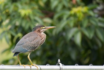 Green Heron.jpg