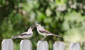 feeding-time.jpg