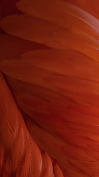 iOS 09 beta 04.png