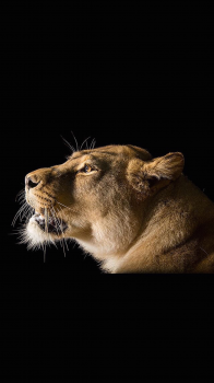 Lion.png
