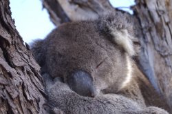 koala.jpg