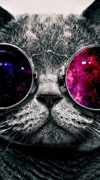 Cool Cat 03.png