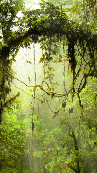 Forest Canopy.png