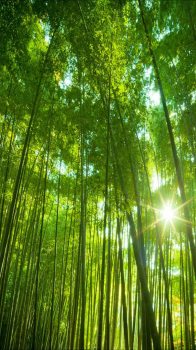 Bamboo 01.png