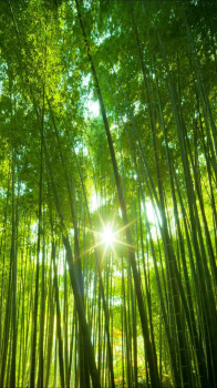 Bamboo 02.png