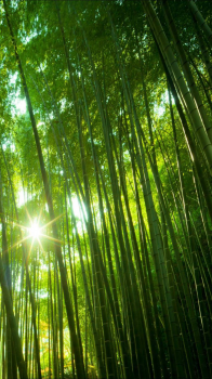 Bamboo 03.png