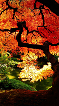 Fall Colors.png