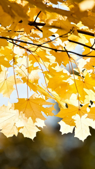 Fall Leaves 750 02.png