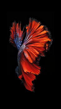 Red Fish 1080.png