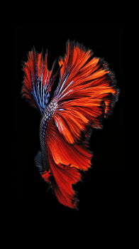 Red Fish 1242.png