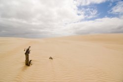 2006-11-03b Henty Sand Dunes 03.jpg