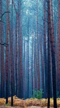 Trees.png