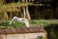 Egret Rising.jpg