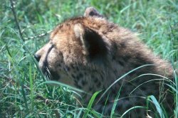 cheetah in grass_1.jpg