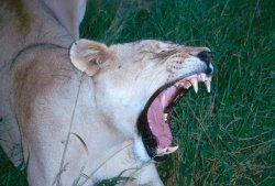 Lioness yawn.jpg