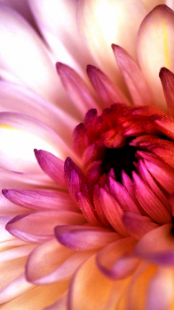 Chrysanthemum 02.png
