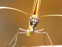 Mariposa-de-frente.jpg