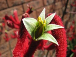 kangaroo paw.jpg