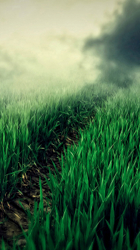 Grass Path.png