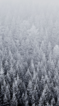 Snowy Forest.png