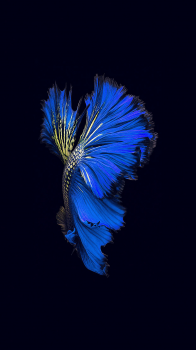 Fish 01.png