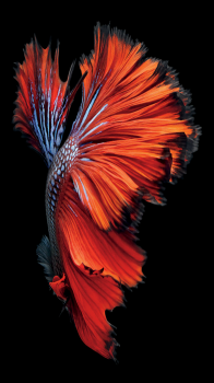 Fish 03.png
