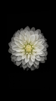 apple-iPhone-6-wallpapers-7-of-18-with-750-x-1334-pixels-500x889.png