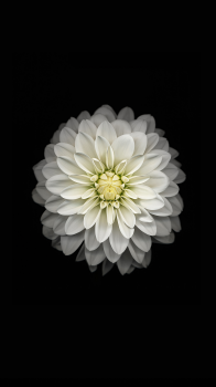 White Flower.png