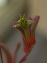 kangaroopaw1.jpg