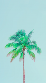 Palm Tree.png