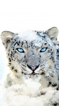 Snow Leopard.jpg