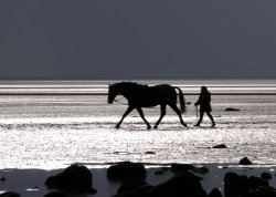 Horse on beach.jpg