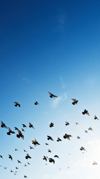 Birds in Flight 1080.png
