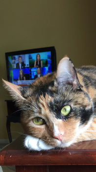 Cat plus 01.png