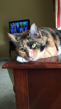 Cat plus 02.png