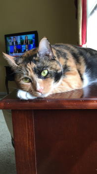 Cat plus 03.png