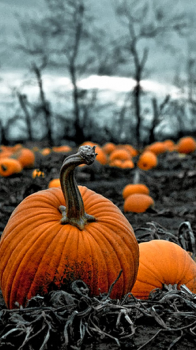 Pumpkin Patch.png