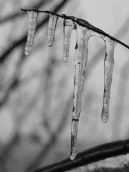 icicles_1968.jpg