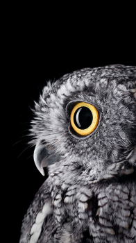 Owl.png