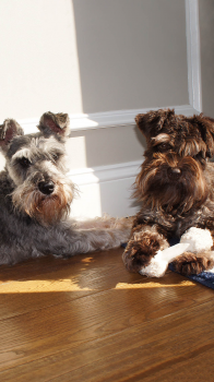 Dogs.png