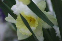 Daffodil2.jpg