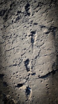 Laetoli footprints.jpg