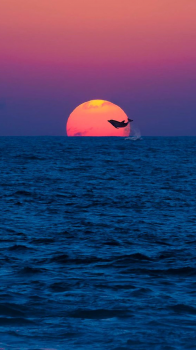 Dolphin Sunset.png