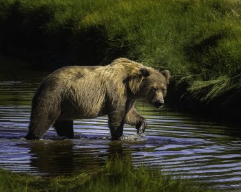 brown bear.jpg