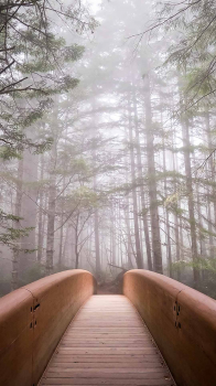 Forest Bridge.png